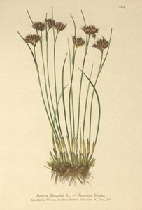Juncus Jacquini